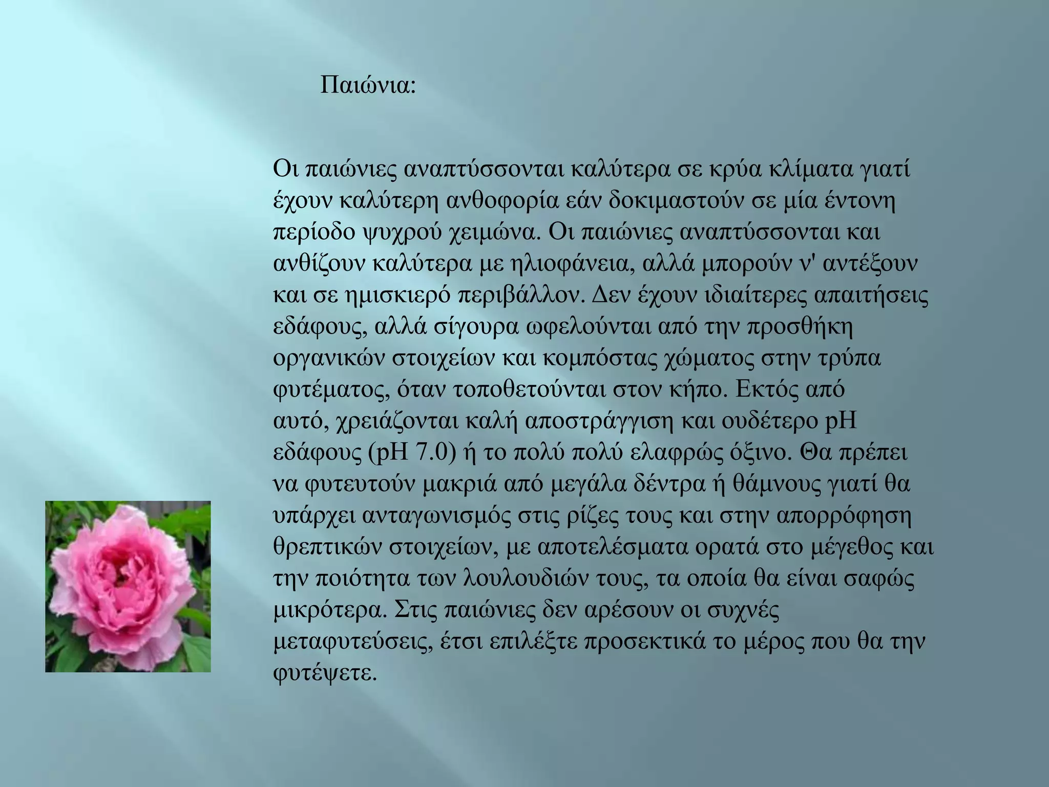 Παηώληα:


Οη παηώληεο αλαπηύζζνληαη θαιύηεξα ζε θξύα θιίκαηα γηαηί
έρνπλ θαιύηεξε αλζνθνξία εάλ δνθηκαζηνύλ ζε κία έληνλε
πεξίνδν ςπρξνύ ρεηκώλα. Οη παηώληεο αλαπηύζζνληαη θαη
αλζίδνπλ θαιύηεξα κε ειηνθάλεηα, αιιά κπνξνύλ λ' αληέμνπλ
θαη ζε εκηζθηεξό πεξηβάιινλ. Γελ έρνπλ ηδηαίηεξεο απαηηήζεηο
εδάθνπο, αιιά ζίγνπξα σθεινύληαη από ηελ πξνζζήθε
νξγαληθώλ ζηνηρείσλ θαη θνκπόζηαο ρώκαηνο ζηελ ηξύπα
θπηέκαηνο, όηαλ ηνπνζεηνύληαη ζηνλ θήπν. Δθηόο από
απηό, ρξεηάδνληαη θαιή απνζηξάγγηζε θαη νπδέηεξν pH
εδάθνπο (pH 7.0) ή ην πνιύ πνιύ ειαθξώο όμηλν. Θα πξέπεη
λα θπηεπηνύλ καθξηά από κεγάια δέληξα ή ζάκλνπο γηαηί ζα
ππάξρεη αληαγσληζκόο ζηηο ξίδεο ηνπο θαη ζηελ απνξξόθεζε
ζξεπηηθώλ ζηνηρείσλ, κε απνηειέζκαηα νξαηά ζην κέγεζνο θαη
ηελ πνηόηεηα ησλ ινπινπδηώλ ηνπο, ηα νπνία ζα είλαη ζαθώο
κηθξόηεξα. Σηηο παηώληεο δελ αξέζνπλ νη ζπρλέο
κεηαθπηεύζεηο, έηζη επηιέμηε πξνζεθηηθά ην κέξνο πνπ ζα ηελ
θπηέςεηε.
 
