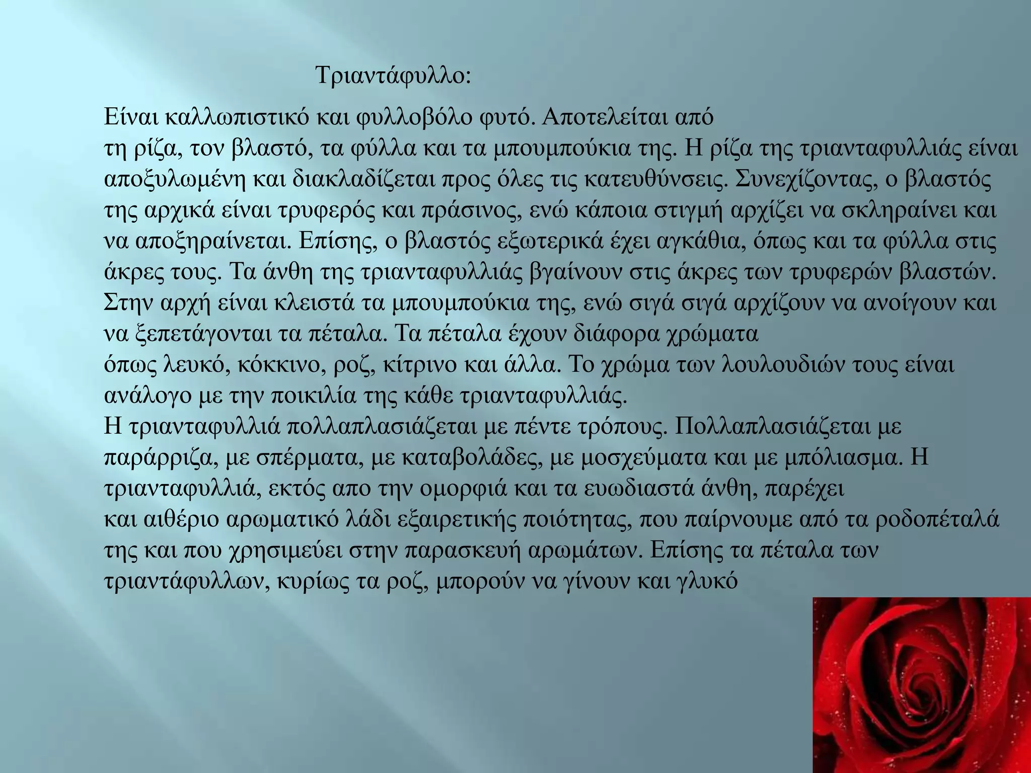 Τξηαληάθπιιν:
Δίλαη θαιισπηζηηθό θαη θπιινβόιν θπηό. Απνηειείηαη από
ηε ξίδα, ηνλ βιαζηό, ηα θύιια θαη ηα κπνπκπνύθηα ηεο. Ζ ξίδα ηεο ηξηαληαθπιιηάο είλαη
απνμπισκέλε θαη δηαθιαδίδεηαη πξνο όιεο ηηο θαηεπζύλζεηο. Σπλερίδνληαο, ν βιαζηόο
ηεο αξρηθά είλαη ηξπθεξόο θαη πξάζηλνο, ελώ θάπνηα ζηηγκή αξρίδεη λα ζθιεξαίλεη θαη
λα απνμεξαίλεηαη. Δπίζεο, ν βιαζηόο εμσηεξηθά έρεη αγθάζηα, όπσο θαη ηα θύιια ζηηο
άθξεο ηνπο. Τα άλζε ηεο ηξηαληαθπιιηάο βγαίλνπλ ζηηο άθξεο ησλ ηξπθεξώλ βιαζηώλ.
Σηελ αξρή είλαη θιεηζηά ηα κπνπκπνύθηα ηεο, ελώ ζηγά ζηγά αξρίδνπλ λα αλνίγνπλ θαη
λα μεπεηάγνληαη ηα πέηαια. Τα πέηαια έρνπλ δηάθνξα ρξώκαηα
όπσο ιεπθό, θόθθηλν, ξνδ, θίηξηλν θαη άιια. Τν ρξώκα ησλ ινπινπδηώλ ηνπο είλαη
αλάινγν κε ηελ πνηθηιία ηεο θάζε ηξηαληαθπιιηάο.
Ζ ηξηαληαθπιιηά πνιιαπιαζηάδεηαη κε πέληε ηξόπνπο. Πνιιαπιαζηάδεηαη κε
παξάξξηδα, κε ζπέξκαηα, κε θαηαβνιάδεο, κε κνζρεύκαηα θαη κε κπόιηαζκα. Ζ
ηξηαληαθπιιηά, εθηόο απν ηελ νκνξθηά θαη ηα επσδηαζηά άλζε, παξέρεη
θαη αηζέξην αξσκαηηθό ιάδη εμαηξεηηθήο πνηόηεηαο, πνπ παίξλνπκε από ηα ξνδνπέηαιά
ηεο θαη πνπ ρξεζηκεύεη ζηελ παξαζθεπή αξσκάησλ. Δπίζεο ηα πέηαια ησλ
ηξηαληάθπιισλ, θπξίσο ηα ξνδ, κπνξνύλ λα γίλνπλ θαη γιπθό
 