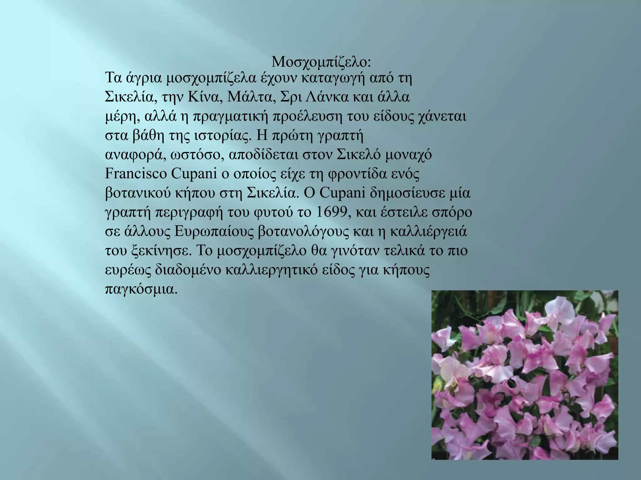 Μνζρνκπίδειν:
Τα άγξηα κνζρνκπίδεια έρνπλ θαηαγσγή από ηε
Σηθειία, ηελ Κίλα, Μάιηα, Σξη Λάλθα θαη άιια
κέξε, αιιά ε πξαγκαηηθή πξνέιεπζε ηνπ είδνπο ράλεηαη
ζηα βάζε ηεο ηζηνξίαο. Ζ πξώηε γξαπηή
αλαθνξά, σζηόζν, απνδίδεηαη ζηνλ Σηθειό κνλαρό
Francisco Cupani ν νπνίνο είρε ηε θξνληίδα ελόο
βνηαληθνύ θήπνπ ζηε Σηθειία. Ο Cupani δεκνζίεπζε κία
γξαπηή πεξηγξαθή ηνπ θπηνύ ην 1699, θαη έζηεηιε ζπόξν
ζε άιινπο Δπξσπαίνπο βνηαλνιόγνπο θαη ε θαιιηέξγεηά
ηνπ μεθίλεζε. Τν κνζρνκπίδειν ζα γηλόηαλ ηειηθά ην πην
επξέσο δηαδνκέλν θαιιηεξγεηηθό είδνο γηα θήπνπο
παγθόζκηα.
 