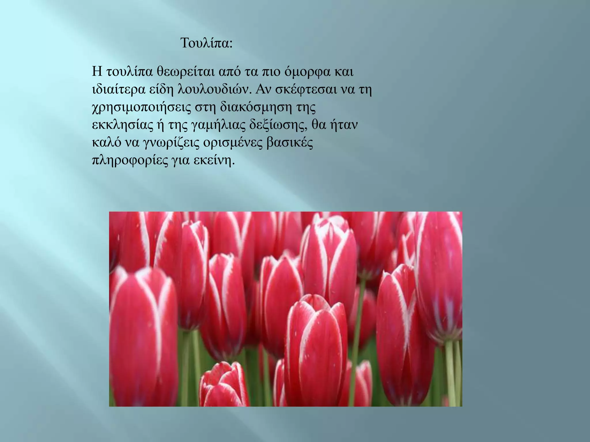 Τνπιίπα:
Ζ ηνπιίπα ζεσξείηαη από ηα πην όκνξθα θαη
ηδηαίηεξα είδε ινπινπδηώλ. Αλ ζθέθηεζαη λα ηε
ρξεζηκνπνηήζεηο ζηε δηαθόζκεζε ηεο
εθθιεζίαο ή ηεο γακήιηαο δεμίσζεο, ζα ήηαλ
θαιό λα γλσξίδεηο νξηζκέλεο βαζηθέο
πιεξνθνξίεο γηα εθείλε.
 