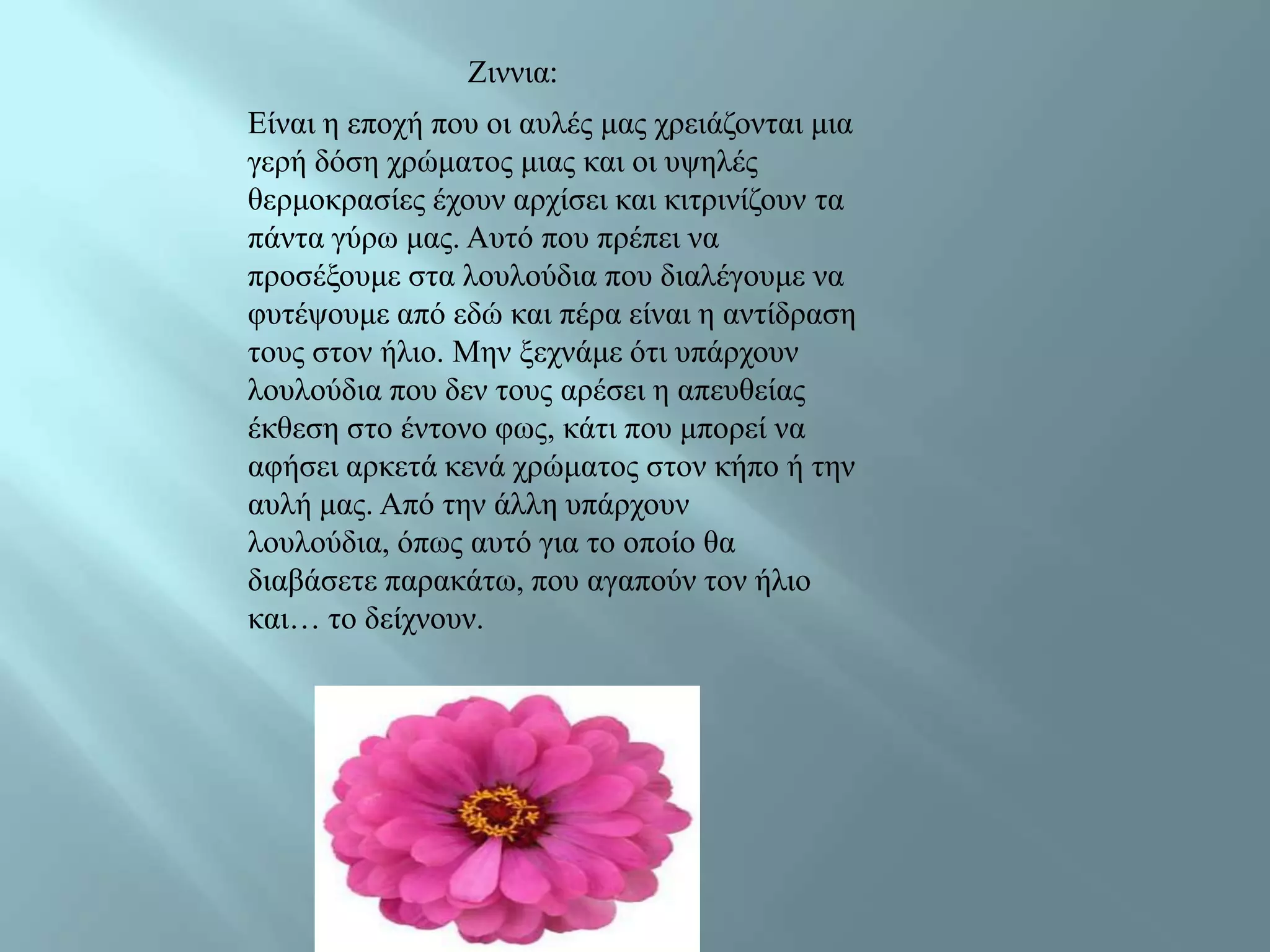 Εηλληα:
Δίλαη ε επνρή πνπ νη απιέο καο ρξεηάδνληαη κηα
γεξή δόζε ρξώκαηνο κηαο θαη νη πςειέο
ζεξκνθξαζίεο έρνπλ αξρίζεη θαη θηηξηλίδνπλ ηα
πάληα γύξσ καο. Απηό πνπ πξέπεη λα
πξνζέμνπκε ζηα ινπινύδηα πνπ δηαιέγνπκε λα
θπηέςνπκε από εδώ θαη πέξα είλαη ε αληίδξαζε
ηνπο ζηνλ ήιην. Μελ μερλάκε όηη ππάξρνπλ
ινπινύδηα πνπ δελ ηνπο αξέζεη ε απεπζείαο
έθζεζε ζην έληνλν θσο, θάηη πνπ κπνξεί λα
αθήζεη αξθεηά θελά ρξώκαηνο ζηνλ θήπν ή ηελ
απιή καο. Από ηελ άιιε ππάξρνπλ
ινπινύδηα, όπσο απηό γηα ην νπνίν ζα
δηαβάζεηε παξαθάησ, πνπ αγαπνύλ ηνλ ήιην
θαη… ην δείρλνπλ.
 