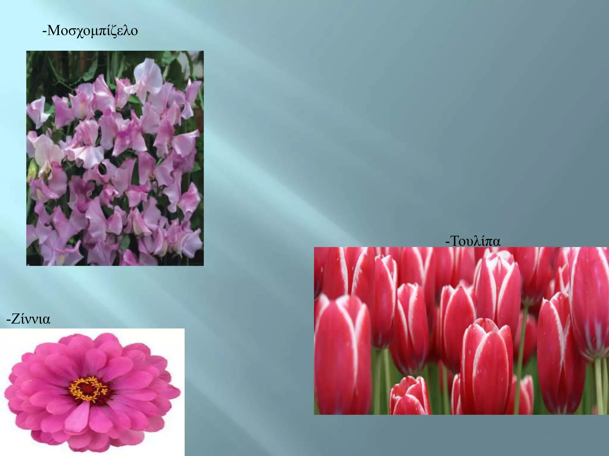 -Μνζρνκπίδειν




                     -Τνπιίπα




-Είλληα
 