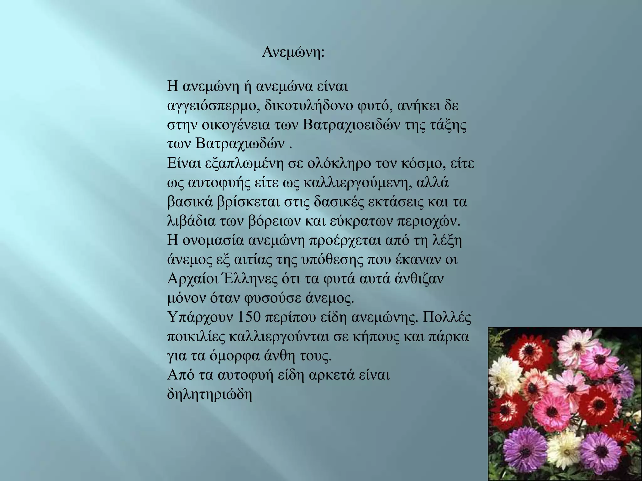 Αλεκώλε:

Ζ αλεκώλε ή αλεκώλα είλαη
αγγεηόζπεξκν, δηθνηπιήδνλν θπηό, αλήθεη δε
ζηελ νηθνγέλεηα ησλ Bαηξαρηνεηδώλ ηεο ηάμεο
ησλ Bαηξαρησδώλ .
Δίλαη εμαπισκέλε ζε νιόθιεξν ηνλ θόζκν, είηε
σο απηνθπήο είηε σο θαιιηεξγνύκελε, αιιά
βαζηθά βξίζθεηαη ζηηο δαζηθέο εθηάζεηο θαη ηα
ιηβάδηα ησλ βόξεησλ θαη εύθξαησλ πεξηνρώλ.
Ζ νλνκαζία αλεκώλε πξνέξρεηαη από ηε ιέμε
άλεκνο εμ αηηίαο ηεο ππόζεζεο πνπ έθαλαλ νη
Αξραίνη Έιιελεο όηη ηα θπηά απηά άλζηδαλ
κόλνλ όηαλ θπζνύζε άλεκνο.
Υπάξρνπλ 150 πεξίπνπ είδε αλεκώλεο. Πνιιέο
πνηθηιίεο θαιιηεξγνύληαη ζε θήπνπο θαη πάξθα
γηα ηα όκνξθα άλζε ηνπο.
Από ηα απηνθπή είδε αξθεηά είλαη
δειεηεξηώδε
 