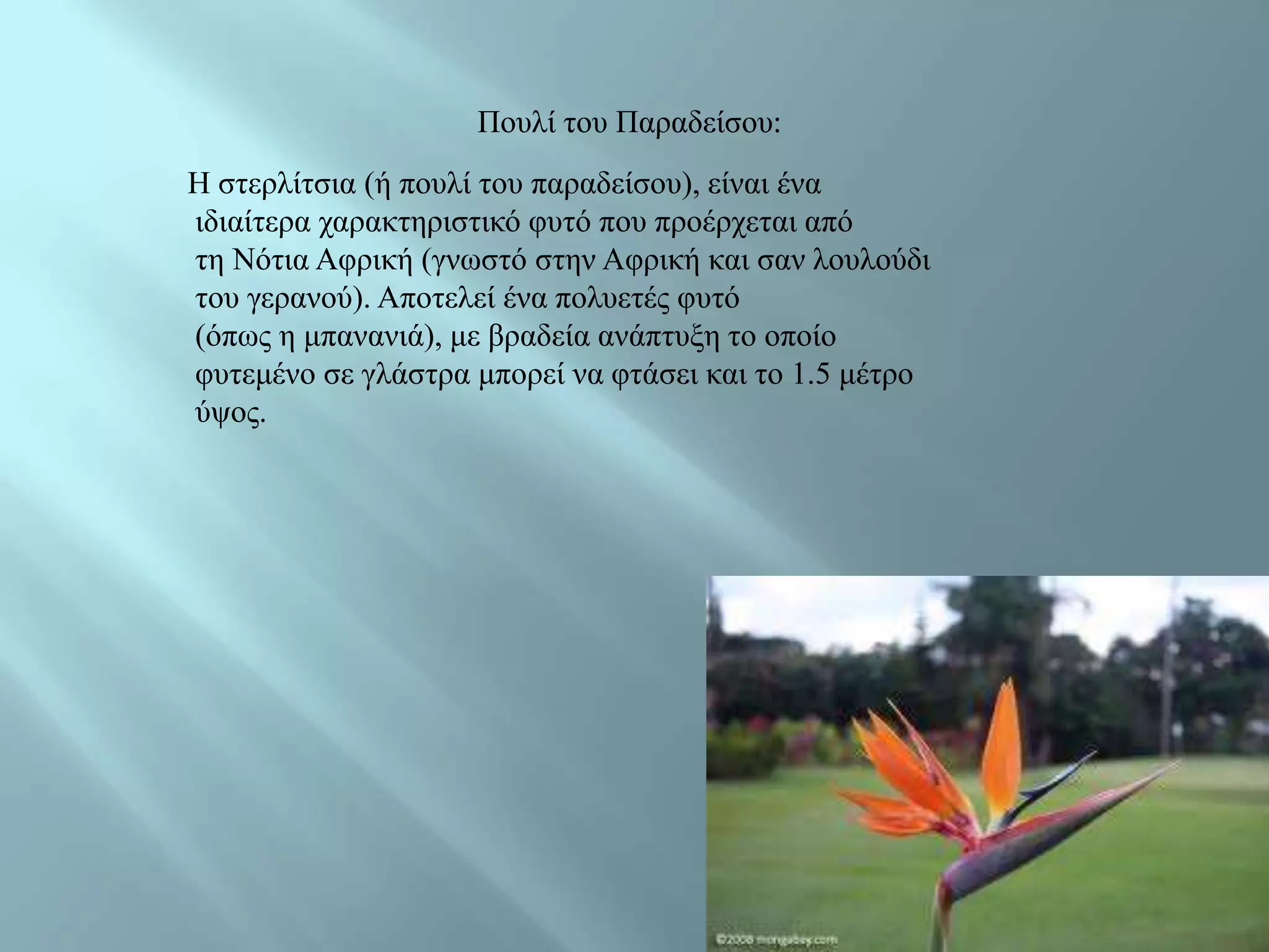 Πνπιί ηνπ Παξαδείζνπ:
Ζ ζηεξιίηζηα (ή πνπιί ηνπ παξαδείζνπ), είλαη έλα
ηδηαίηεξα ραξαθηεξηζηηθό θπηό πνπ πξνέξρεηαη από
ηε Νόηηα Αθξηθή (γλσζηό ζηελ Αθξηθή θαη ζαλ ινπινύδη
ηνπ γεξαλνύ). Απνηειεί έλα πνιπεηέο θπηό
(όπσο ε κπαλαληά), κε βξαδεία αλάπηπμε ην νπνίν
θπηεκέλν ζε γιάζηξα κπνξεί λα θηάζεη θαη ην 1.5 κέηξν
ύςνο.
 