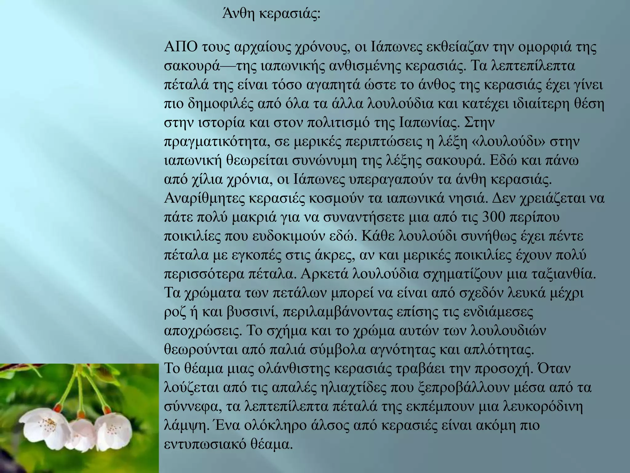 Άλζε θεξαζηάο:

ΑΠΟ ηνπο αξραίνπο ρξόλνπο, νη Ηάπσλεο εθζείαδαλ ηελ νκνξθηά ηεο
ζαθνπξά—ηεο ηαπσληθήο αλζηζκέλεο θεξαζηάο. Τα ιεπηεπίιεπηα
πέηαιά ηεο είλαη ηόζν αγαπεηά ώζηε ην άλζνο ηεο θεξαζηάο έρεη γίλεη
πην δεκνθηιέο από όια ηα άιια ινπινύδηα θαη θαηέρεη ηδηαίηεξε ζέζε
ζηελ ηζηνξία θαη ζηνλ πνιηηηζκό ηεο Ηαπσλίαο. Σηελ
πξαγκαηηθόηεηα, ζε κεξηθέο πεξηπηώζεηο ε ιέμε «ινπινύδη» ζηελ
ηαπσληθή ζεσξείηαη ζπλώλπκε ηεο ιέμεο ζαθνπξά. Δδώ θαη πάλσ
από ρίιηα ρξόληα, νη Ηάπσλεο ππεξαγαπνύλ ηα άλζε θεξαζηάο.
Αλαξίζκεηεο θεξαζηέο θνζκνύλ ηα ηαπσληθά λεζηά. Γελ ρξεηάδεηαη λα
πάηε πνιύ καθξηά γηα λα ζπλαληήζεηε κηα από ηηο 300 πεξίπνπ
πνηθηιίεο πνπ επδνθηκνύλ εδώ. Κάζε ινπινύδη ζπλήζσο έρεη πέληε
πέηαια κε εγθνπέο ζηηο άθξεο, αλ θαη κεξηθέο πνηθηιίεο έρνπλ πνιύ
πεξηζζόηεξα πέηαια. Αξθεηά ινπινύδηα ζρεκαηίδνπλ κηα ηαμηαλζία.
Τα ρξώκαηα ησλ πεηάισλ κπνξεί λα είλαη από ζρεδόλ ιεπθά κέρξη
ξνδ ή θαη βπζζηλί, πεξηιακβάλνληαο επίζεο ηηο ελδηάκεζεο
απνρξώζεηο. Τν ζρήκα θαη ην ρξώκα απηώλ ησλ ινπινπδηώλ
ζεσξνύληαη από παιηά ζύκβνια αγλόηεηαο θαη απιόηεηαο.
Τν ζέακα κηαο νιάλζηζηεο θεξαζηάο ηξαβάεη ηελ πξνζνρή. Όηαλ
ινύδεηαη από ηηο απαιέο ειηαρηίδεο πνπ μεπξνβάιινπλ κέζα από ηα
ζύλλεθα, ηα ιεπηεπίιεπηα πέηαιά ηεο εθπέκπνπλ κηα ιεπθνξόδηλε
ιάκςε. Έλα νιόθιεξν άιζνο από θεξαζηέο είλαη αθόκε πην
εληππσζηαθό ζέακα.
 