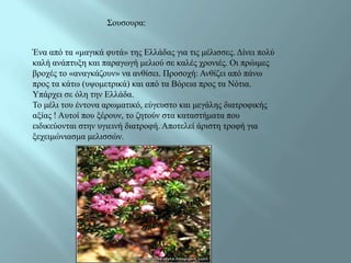 Σνπζνπξα:


Έλα από ηα «καγηθά θπηά» ηεο Διιάδαο γηα ηηο κέιηζζεο. Γίλεη πνιύ
θαιή αλάπηπμε θαη παξαγσγή κειηνύ ζε θαιέο ρξνληέο. Οη πξώηκεο
βξνρέο ην «αλαγθάδνπλ» λα αλζίζεη. Πξνζνρή: Αλζίδεη από πάλσ
πξνο ηα θάησ (πςνκεηξηθά) θαη από ηα Βόξεηα πξνο ηα Νόηηα.
Υπάξρεη ζε όιε ηελ Διιάδα.
Τν κέιη ηνπ έληνλα αξσκαηηθό, εύγεπζην θαη κεγάιεο δηαηξνθηθήο
αμίαο ! Απηνί πνπ μέξνπλ, ην δεηνύλ ζηα θαηαζηήκαηα πνπ
εηδηθεύνληαη ζηελ πγηεηλή δηαηξνθή. Απνηειεί άξηζηε ηξνθή γηα
μερεηκώληαζκα κειηζζώλ.
 