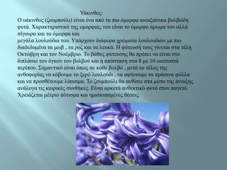 Υάθηλζνο:
Ο πάθηλζνο (δνπκπνύιη) είλαη έλα από ηα πην όκνξθα αλνημηάηηθα βνιβώδε
θπηά. Φαξαθηεξηζηηθό ηεο νκνξθηάο ηνπ είλαη ην όκνξθν άξσκα ηνπ αιιά
ζίγνπξα θαη ηα όκνξθα θαη
κεγάια ινπινύδηα ηνπ. Υπάξρνπλ δηάθνξα ρξώκαηα ινπινπδηώλ κε πην
δηαδεδνκέλα ηα κσβ , ηα ξνδ θαη ηα ιεπθά. Ζ θύηεπζή ηνπο γίλεηαη ζηα ηέιε
Οθηώβξε θαη ηνλ Ννέκβξην. Τν βάζνο θύηεπζεο ζα πξέπεη λα είλαη ζην
δηπιάζην ηνπ όγθνπ ηνπ βνιβνύ θαη ε απόζηαζε ζηα 8 κε 10 εθαηνζηά
πεξίπνπ. Σεκαληηθό είλαη όπσο ζε θάζε βνιβό , κεηά ην ηέινο ηεο
αλζνθνξίαο λα θόβνπκε ην μεξό ινπινύδη , λα αθήλνπκε ηα πξάζηλα θύιια
θαη λα πξνζζέηνπκε ιίπαζκα. Τν δνπκπνύιη ζα αλζίζεη ζηα κέζα ηεο άλνημεο
αλάινγα ηηο θαηξηθέο ζπλζήθεο. Δίλαη αξθεηά αλζεθηηθό θπηό ζηνλ παγεηό.
Φξεηάδεηαη κέηξην πόηηζκα θαη εκηζθηαζκέλεο ζέζεηο.
 