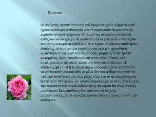 Παηώληα:


Οη παηώληεο αλαπηύζζνληαη θαιύηεξα ζε θξύα θιίκαηα γηαηί
έρνπλ θαιύηεξε αλζνθνξία εάλ δνθηκαζηνύλ ζε κία έληνλε
πεξίνδν ςπρξνύ ρεηκώλα. Οη παηώληεο αλαπηύζζνληαη θαη
αλζίδνπλ θαιύηεξα κε ειηνθάλεηα, αιιά κπνξνύλ λ' αληέμνπλ
θαη ζε εκηζθηεξό πεξηβάιινλ. Γελ έρνπλ ηδηαίηεξεο απαηηήζεηο
εδάθνπο, αιιά ζίγνπξα σθεινύληαη από ηελ πξνζζήθε
νξγαληθώλ ζηνηρείσλ θαη θνκπόζηαο ρώκαηνο ζηελ ηξύπα
θπηέκαηνο, όηαλ ηνπνζεηνύληαη ζηνλ θήπν. Δθηόο από
απηό, ρξεηάδνληαη θαιή απνζηξάγγηζε θαη νπδέηεξν pH
εδάθνπο (pH 7.0) ή ην πνιύ πνιύ ειαθξώο όμηλν. Θα πξέπεη
λα θπηεπηνύλ καθξηά από κεγάια δέληξα ή ζάκλνπο γηαηί ζα
ππάξρεη αληαγσληζκόο ζηηο ξίδεο ηνπο θαη ζηελ απνξξόθεζε
ζξεπηηθώλ ζηνηρείσλ, κε απνηειέζκαηα νξαηά ζην κέγεζνο θαη
ηελ πνηόηεηα ησλ ινπινπδηώλ ηνπο, ηα νπνία ζα είλαη ζαθώο
κηθξόηεξα. Σηηο παηώληεο δελ αξέζνπλ νη ζπρλέο
κεηαθπηεύζεηο, έηζη επηιέμηε πξνζεθηηθά ην κέξνο πνπ ζα ηελ
θπηέςεηε.
 