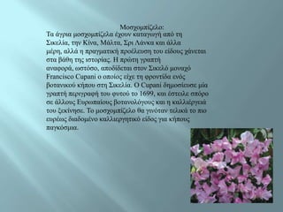 Μνζρνκπίδειν:
Τα άγξηα κνζρνκπίδεια έρνπλ θαηαγσγή από ηε
Σηθειία, ηελ Κίλα, Μάιηα, Σξη Λάλθα θαη άιια
κέξε, αιιά ε πξαγκαηηθή πξνέιεπζε ηνπ είδνπο ράλεηαη
ζηα βάζε ηεο ηζηνξίαο. Ζ πξώηε γξαπηή
αλαθνξά, σζηόζν, απνδίδεηαη ζηνλ Σηθειό κνλαρό
Francisco Cupani ν νπνίνο είρε ηε θξνληίδα ελόο
βνηαληθνύ θήπνπ ζηε Σηθειία. Ο Cupani δεκνζίεπζε κία
γξαπηή πεξηγξαθή ηνπ θπηνύ ην 1699, θαη έζηεηιε ζπόξν
ζε άιινπο Δπξσπαίνπο βνηαλνιόγνπο θαη ε θαιιηέξγεηά
ηνπ μεθίλεζε. Τν κνζρνκπίδειν ζα γηλόηαλ ηειηθά ην πην
επξέσο δηαδνκέλν θαιιηεξγεηηθό είδνο γηα θήπνπο
παγθόζκηα.
 