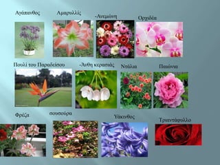 Αγάπαλζνο       Ακαξπιιίο
                               -Αλεκώλε            Οξρηδέα




Πνπιί ηνπ Παξαδείζνπ     -Άλζε θεξαζηάο   Νηάιηα             Παηώληα




Φξέδα         ζνπζνύξα
                                      Υάθηλζνο
                                                             Τξηαληάθπιιν
 