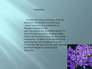 Αγάπαλζνο:



   Ο αγάπαλζνο είλαη θνλδπιώδεο θπηό πνπ
δεκηνπξγεί παλέκνξθα ινπινύδηα κσβ
, ιεπθνύ ρξώκαηνο θαη κε πνηθηιίεο ζε
δηάθνξεο απνρξώζεηο ηνπ
κσβ. Από καθξηά όια ηα αλζάθηα θάλνπλ λα
θαίλνληαη ζαλ έλα κεγάιν ζθαηξηθό άλζνο.
Αλζίδεη από ηα ηέιε άλνημεο εώο θαη ηα κέζα
θαινθαηξηνύ. Τα θύιια είλαη καθξόζηελα ηα
νπνία βγαίλνπλ από ηελ βάζε ηνπ θπηνύ.
Αληέρεη θαη ζηελ δέζηε θαη ζην θξύν. Πξνηηκά
εκηζθηεξά ζεκεία θαη ρώκα κε θαιή
ζηξάγγηζε.
 