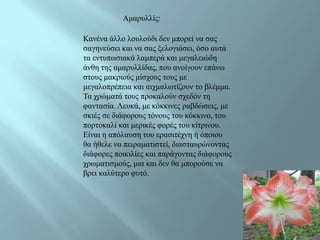 Ακαξπιιίο:

Καλέλα άιιν ινπινύδη δελ κπνξεί λα ζαο
ζαγελεύζεη θαη λα ζαο μεινγηάζεη, όζν απηά
ηα εληππσζηαθά ιακπεξά θαη κεγαιεηώδε
άλζε ηεο ακαξπιιίδαο, πνπ αλνίγνπλ επάλσ
ζηνπο καθξηνύο κίζρνπο ηνπο κε
κεγαινπξέπεηα θαη αηρκαισηίδνπλ ην βιέκκα.
Τα ρξώκαηά ηνπο πξνθαινύλ ζρεδόλ ηε
θαληαζία. Λεπθά, κε θόθθηλεο ξαβδώζεηο, κε
ζθηέο ζε δηάθνξνπο ηόλνπο ηνπ θόθθηλν, ηνπ
πνξηνθαιί θαη κεξηθέο θνξέο ηνπ θίηξηλνπ.
Δίλαη ε απόιαπζε ηνπ εξαζηηέρλε ή όπνηνπ
ζα ήζειε λα πεηξακαηηζηεί, δηαζηαπξώλνληαο
δηάθνξεο πνηθηιίεο θαη παξάγνληαο δηάθνξνπο
ρξσκαηηζκνύο, κηα θαη δελ ζα κπνξνύζε λα
βξεη θαιύηεξν θπηό.
 