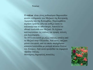 Νηαιηα:


Ζ ντάλια είλαη γέλνο αλζνθόξσλ ζακλνεηδώλ
θπηώλ, ελδεκηθώλ ηνπ Μεμηθνύ ηεο Κεληξηθήο
Ακεξηθήο θαη ηεο Κνινκβίαο. Πεξηιακβάλεη
πεξίπνπ ηξηάληα είδε θαη αλζίδεη θαηά ην
θαινθαίξη θαη ην θζηλόπσξν. Απνηειεί ην
εζληθό ινπινύδη ζην Μεμηθό. Οη Αδηέθνη
θαιιηεξγνύζαλ ηηο ληάιηεο γηα ηξνθή, ηειεηέο
θαη δηαθόζκεζε.
Τν 1872 έλα θνπηί κε ξίδεο ληάιηαο εζηάιε από
ην Μεμηθό ζηελ Οιιαλδία. Από απηέο επέδεζε
κόλνλ έλα θπηό, από ην νπνίν παξήρζεζαλ
θόθθηλα ινπινύδηα κε κπηεξά πέηαια Ντάλια
τοσ Χοσάρες. Από απηά πξνήιζαλ ηα ζεκεξηλά
πβξίδηα ληάιηαο.
Μνληέξλεο δεκνθηιείο πνηθηιίεο:
 