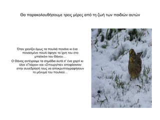 Θα παρακολουθήσουμε τρεις μέρες από τη ζωή των παιδιών αυτών




   Όταν χιονίζει όμως τα πουλιά πεινάνε κι ένα
      πεινασμένο πουλί άφησε τα ίχνη του στο
                μπαλκόνι του Θάνου…
Ο Θάνος αντέγραψε τα σημάδια αυτά σ’ ένα χαρτί κι
    όλοι «Γλάροι» και «Σπουργίτια» αποφάσισαν
   στην συνεδρίασή τους να αποκρυπτογραφήσουν
              το μήνυμα του πουλιού…
 