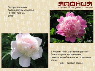Распускается он,
будто радугу извергая,
- бутон пиона...
Бусон




                         В Японии пион считается цветком
                         благополучия, процветания,
                         символом любви и ласки, красоты и
                         удачи.
                                Пион – символ весны.
 