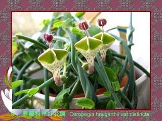 9 、萝藦科吊灯花属 Ceropegia haygarthii var.distincta
 