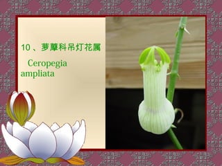 10 、萝藦科吊灯花属
 Ceropegia
ampliata
 
