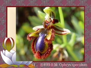 11 、兰科蜂兰属 Ophrys speculum
 