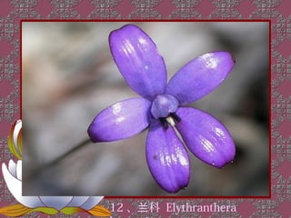 12 、兰科 Elythranthera
 