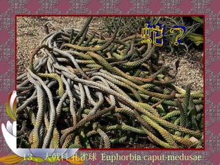 13 、大戟科 孔雀球 Euphorbia caput-medusae
 