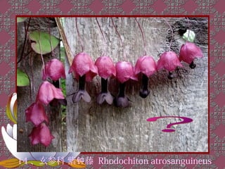 14 、玄参科 紫钟藤 Rhodochiton atrosanguineus
 