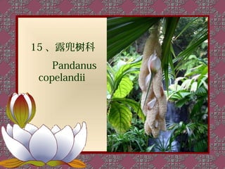 15 、露兜树科
    Pandanus
 copelandii
 