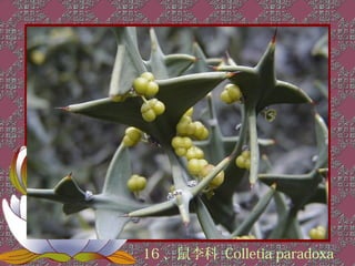 16 、鼠李科 Colletia paradoxa
 