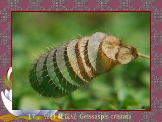 17 、豆科 睫苞豆 Geissaspis cristata
 