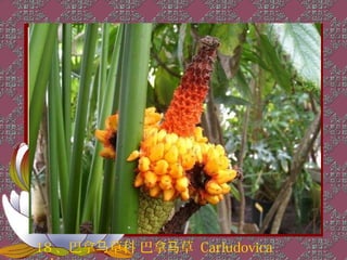 18 、巴拿马草科 巴拿马草 Carludovica
 