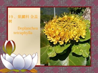 19 、紫葳科 金盖
树
    Deplanchea
 tetraphylla
 