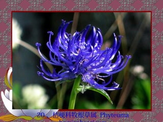 20 、桔梗科牧根草属 Phyteuma
 