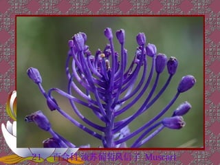 21 、百合科 流苏葡萄风信子 Muscari
 