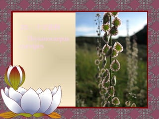 23 、十字花科
  Thysanocarpus
curvipes
 