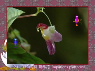 24 、凤仙花科 鹦鹉花 Impatiens psittacina
 
