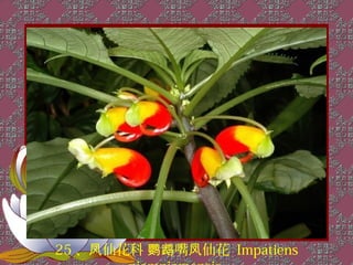 25 、凤仙花科 鹦鹉嘴凤仙花 Impatiens
 