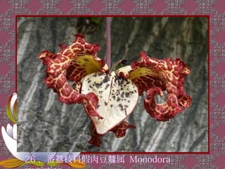 26 、番荔枝科假肉豆蔻属 Monodora
 