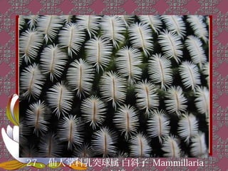 27 、仙人掌科乳突球属 白斜子 Mammillaria
 