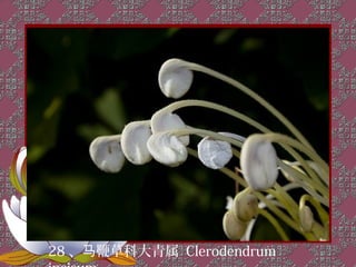 28 、马鞭草科大青属 Clerodendrum
 