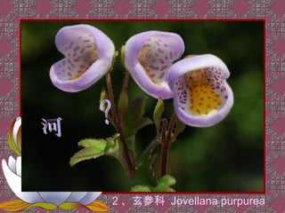 2 、玄参科 Jovellana purpurea
 
