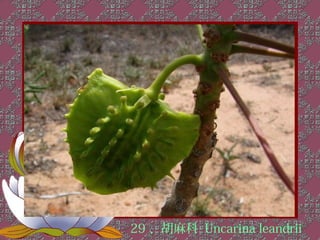29 、胡麻科 Uncarina leandrii
 