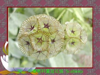 30 、川续断科蓝盆花属 Scabiosa
 