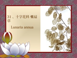 31 、十字花科 银扇
草
 Lunaria annua
 