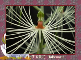 32 、兰科 美杜莎玉凤花 Habenaria
 