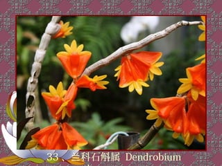 33 、兰科石斛属 Dendrobium
 