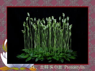 34 、兰科 头巾兰 Pterostylis
 