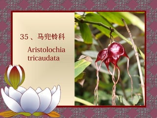 35 、马兜铃科
 Aristolochia
 tricaudata
 