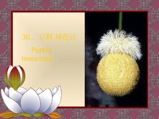 36 、豆科 球花豆
   Parkia
timoriana
 