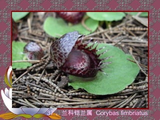 37 、兰科铠兰属 Corybas fimbriatus
 
