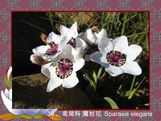 38 、鸢尾科 魔杖花 Sparaxis elegans
 