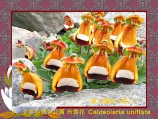 披斗篷的小矮人？
3 、玄参科蒲包花属 布袋花 Calceolaria uniflora
 